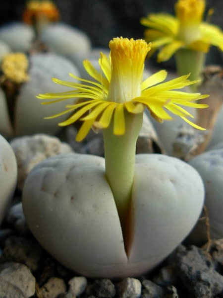 Lithops ruschiorum (Bushman's Buttocks) - World of Succulents