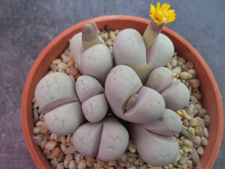 Lithops ruschiorum (Bushman's Buttocks)