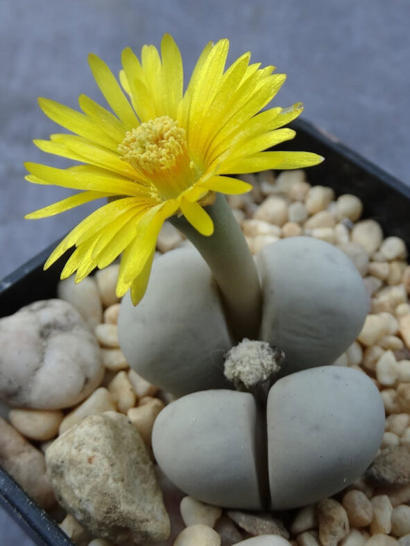 Lithops ruschiorum (Bushman's Buttocks)