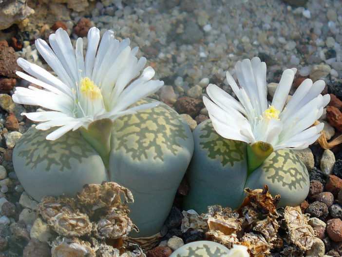 Lithops salicola - Living Stones