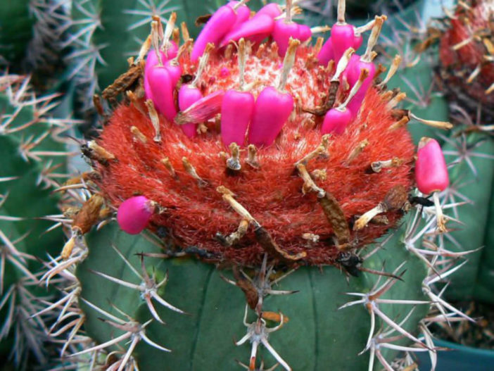 Melocactus bahiensis