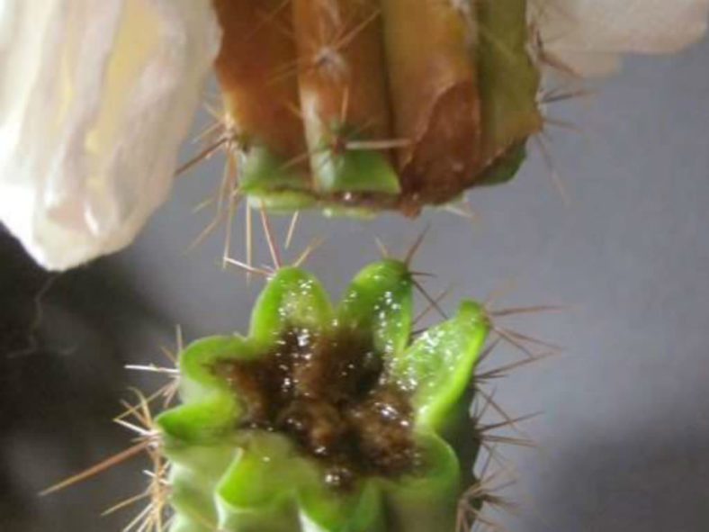 My Cactus Going Soft