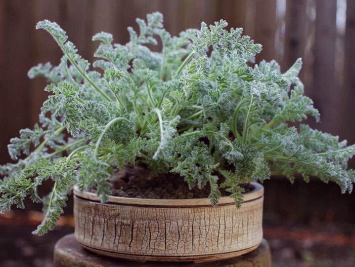 Pelargonium appendiculatum