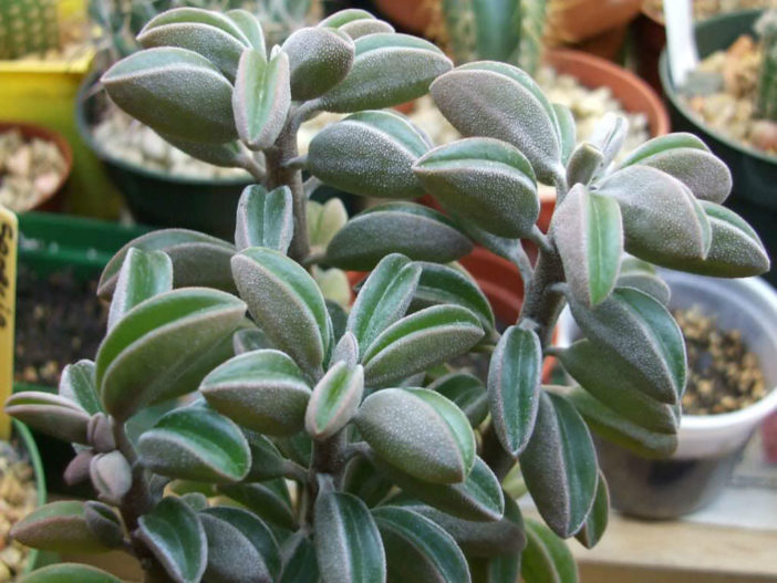 Peperomia dolabriformis var. glaucescens - Prayer Pepper