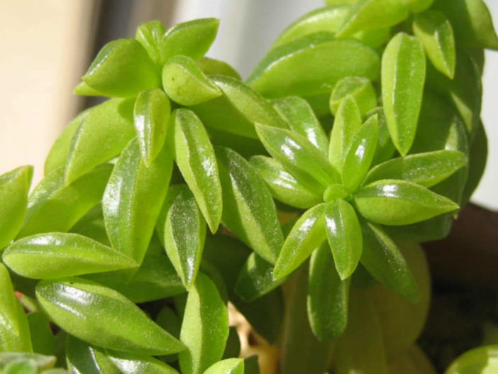 Peperomia nivalis