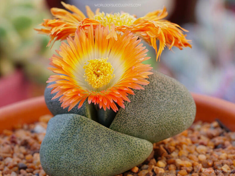 Pleiospilos nelii, commonly known as Split Rock