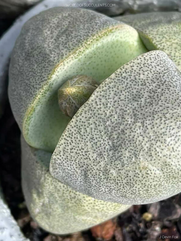 A flower bud of Pleiospilos nelii, commonly known as Split Rock
