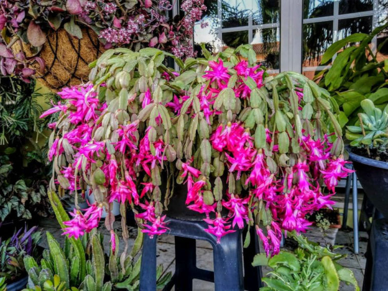 How to Save a Rotted Christmas Cactus - World of Succulents