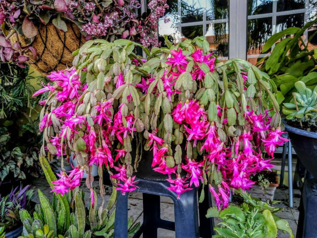 christmas cactus