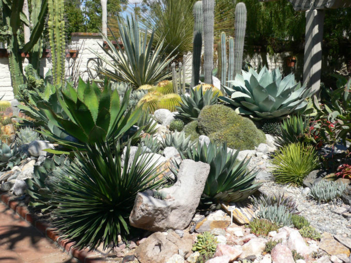 Secrets of Growing Cacti and Succulents