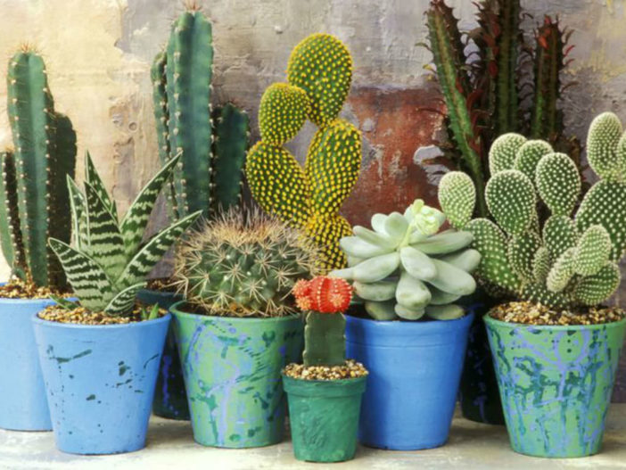 Secrets of Growing Cacti and Succulents