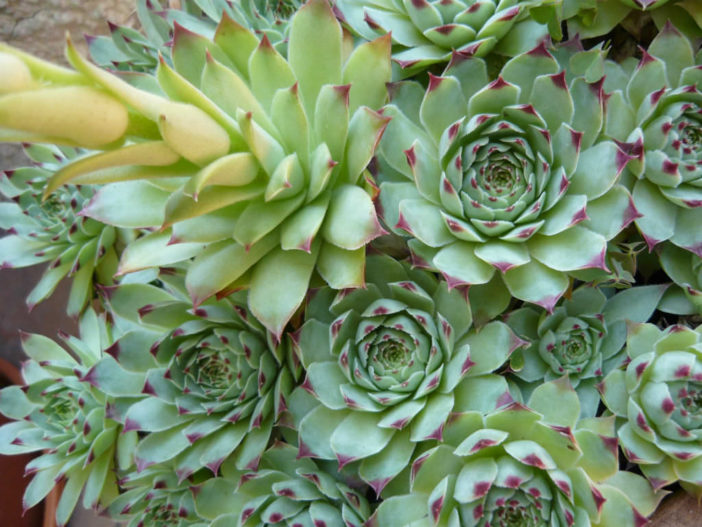 Sempervivum calcareum - World of Succulents