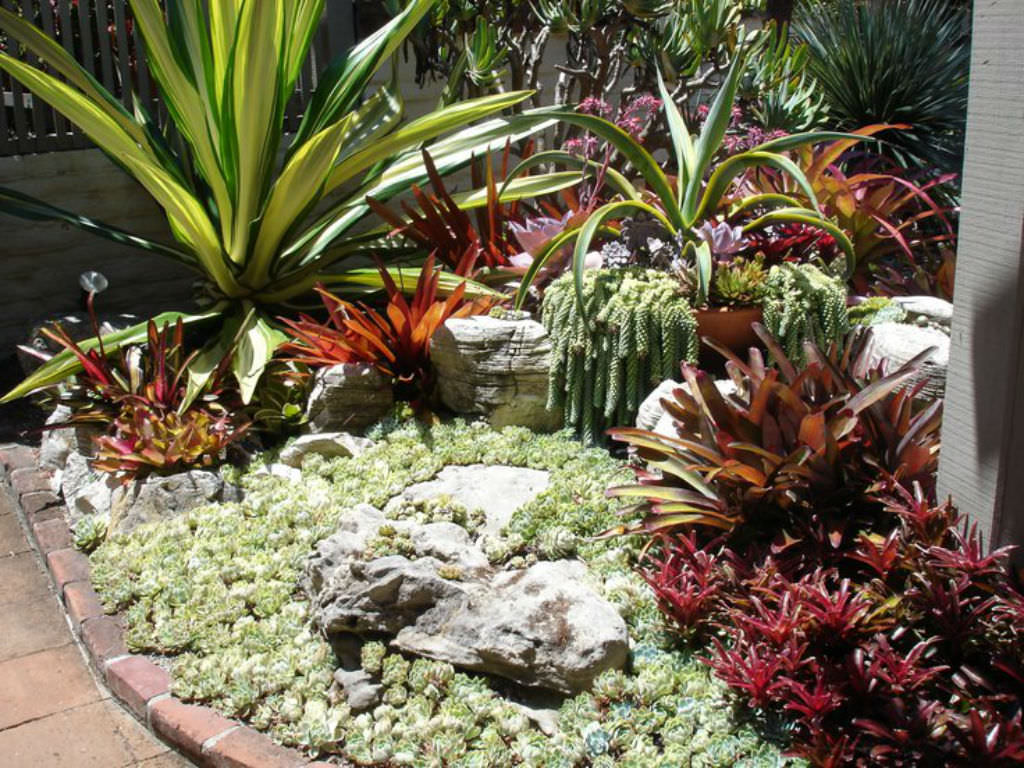 Everything You Need to Know about Succulents | World of 