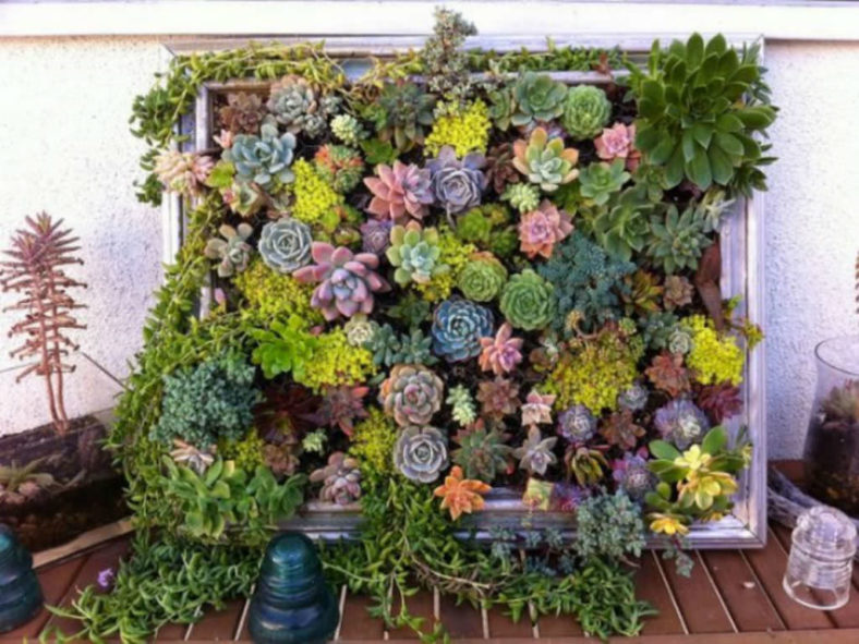 Succulents