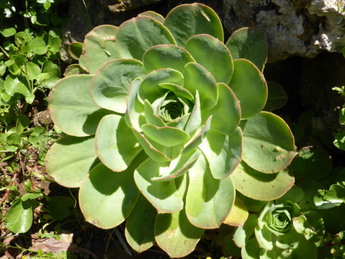 Aeonium hierrense - El Hierro Giant Houseleek