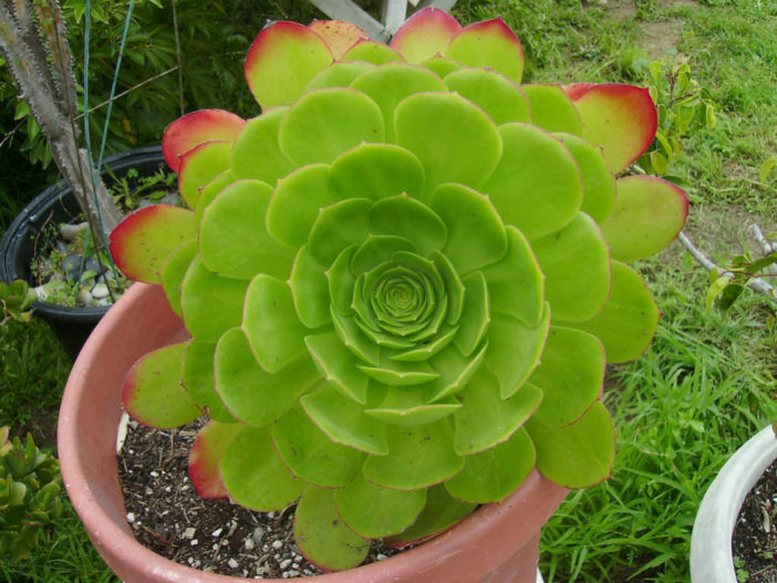Aeonium urbicum (Saucer Plant)