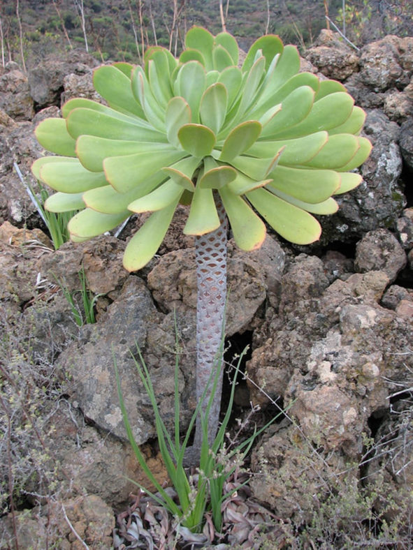 Aeonium urbicum (Saucer Plant)