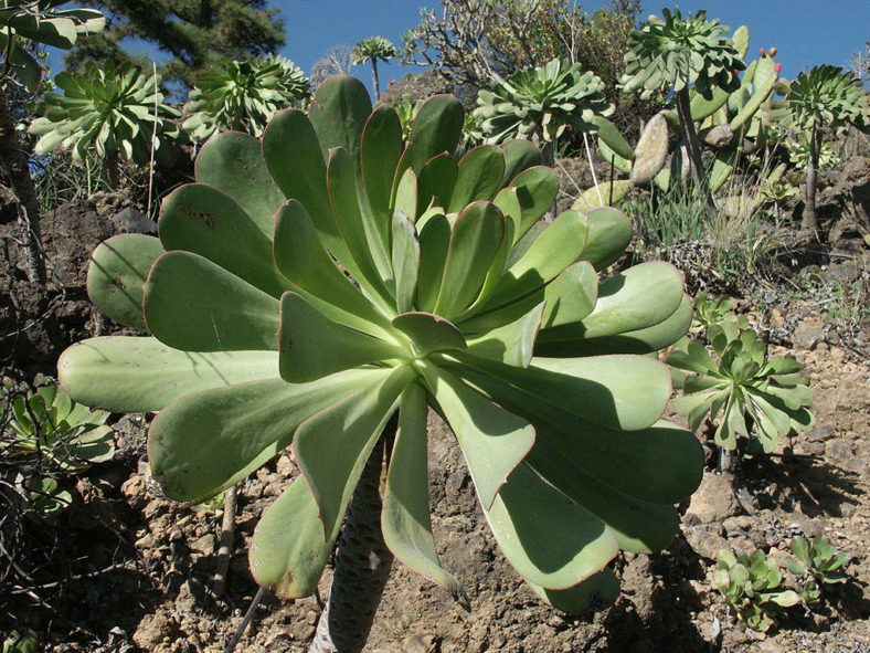 Aeonium urbicum (Saucer Plant)