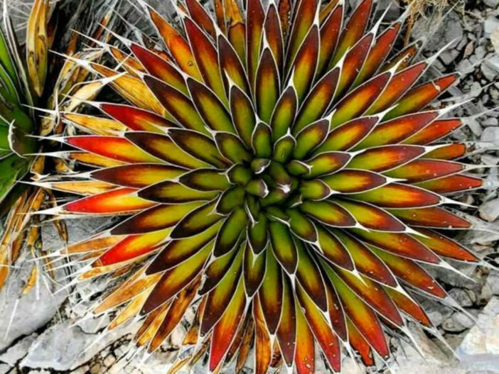 Agave pelona (Mescal Pelon)