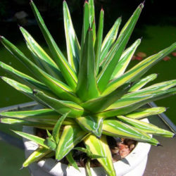 Agave victoriae-reginae 'Golden Princess' - World of Succulents