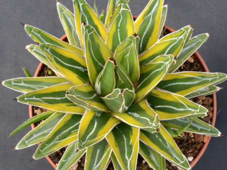 Agave victoriae-reginae 'Golden Princess' - World of Succulents