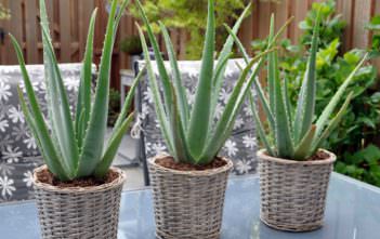 The Health Benefits of Aloe Vera Aloe vera - Health Benefits