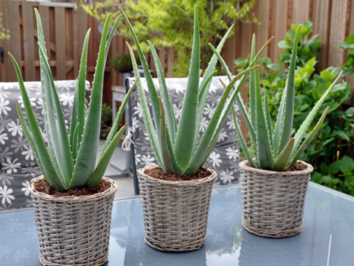 Aloe vera - Health Benefits