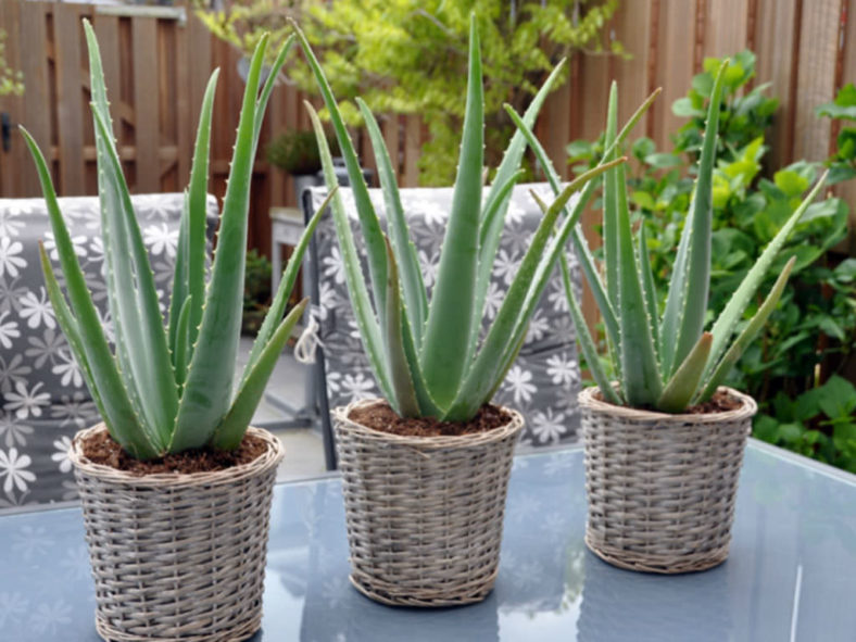Aloe vera - Health Benefits