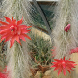 Cleistocactus winteri subsp. colademono - World of Succulents