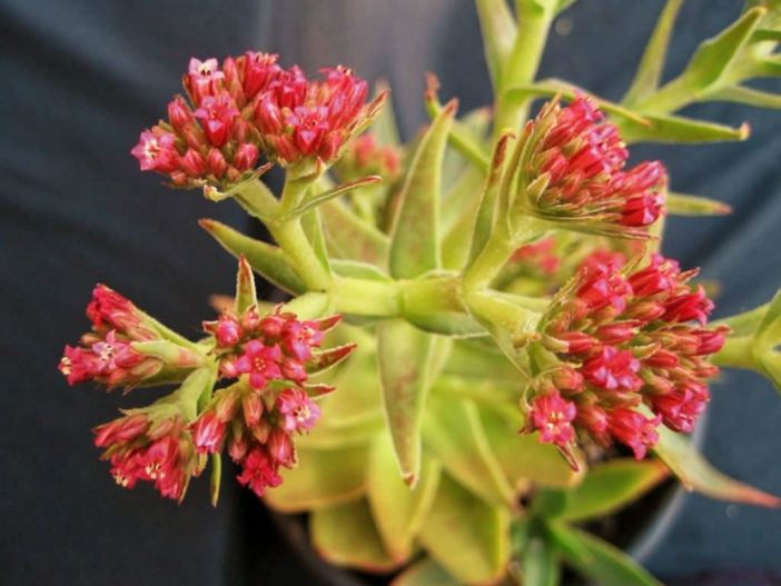 Crassula alba