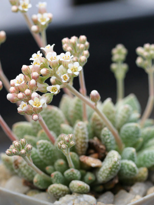 Crassula ausensis subsp. titanopsis