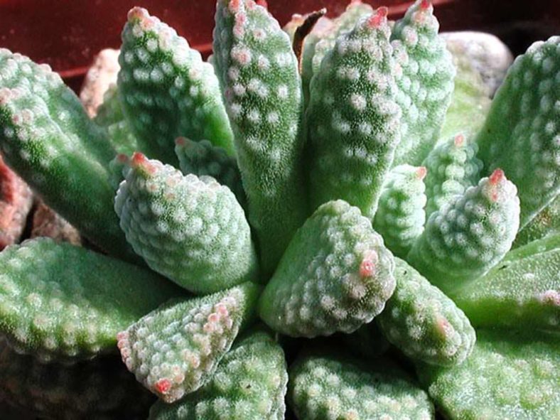 Crassula ausensis subsp. titanopsis