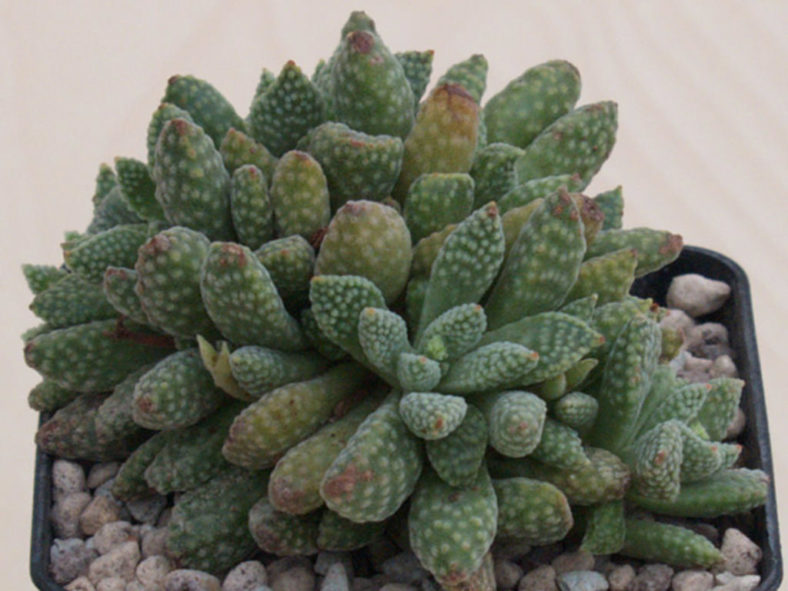 Crassula ausensis subsp. titanopsis