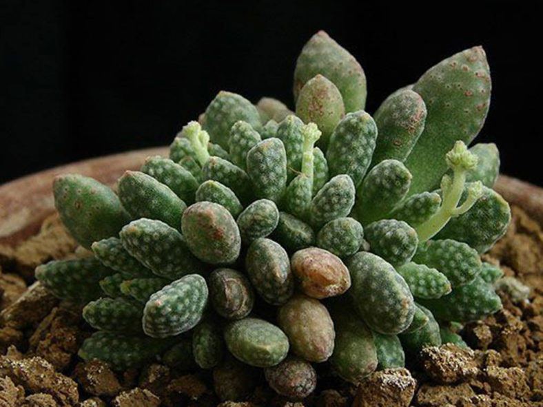 Crassula ausensis subsp. titanopsis