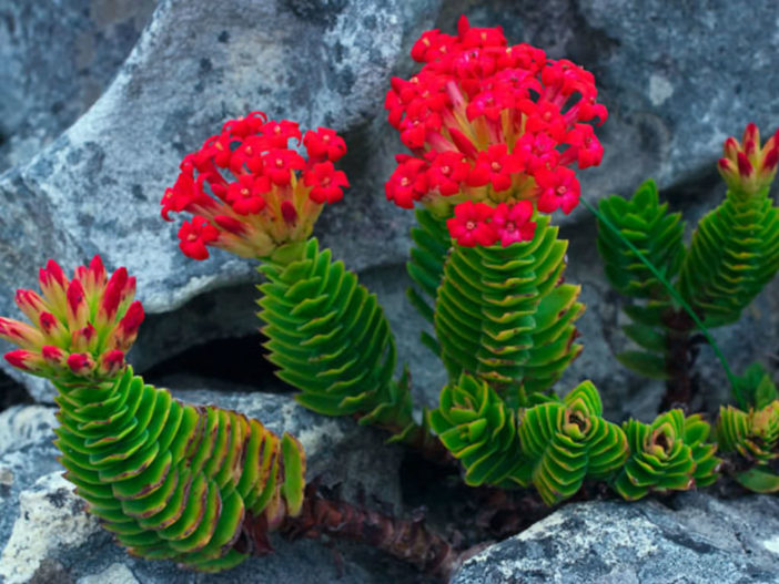 Crassula Coccinea Red Crassula World Of Succulents