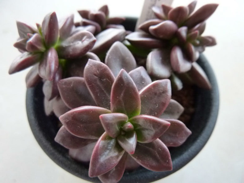 Echeveria compressicaulis