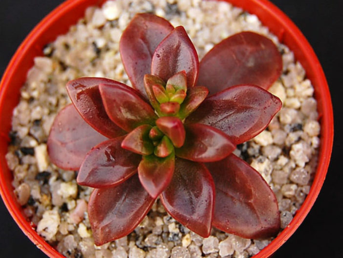 Echeveria compressicaulis