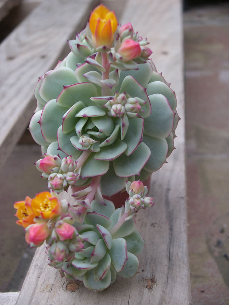 Echeveria derenbergii (Painted Lady) | World of Succulents