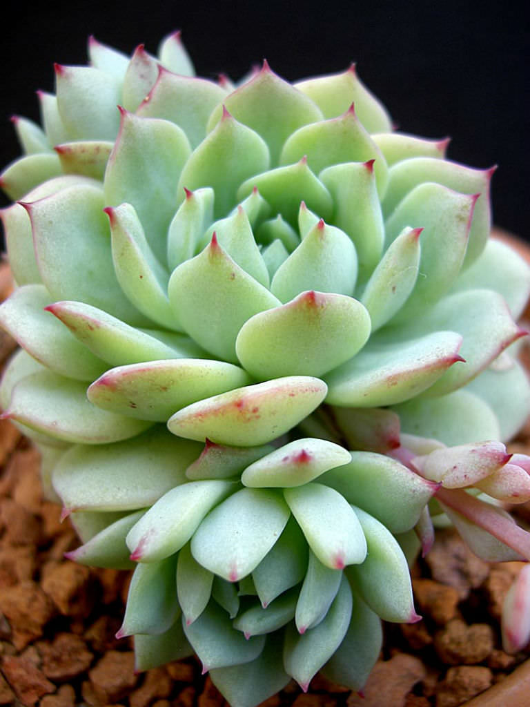 Echeveria Derenbergii Painted Lady World Of Succulents