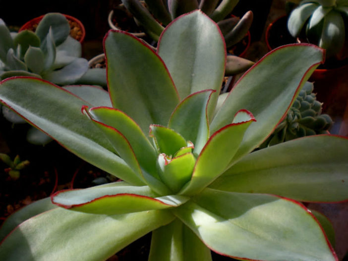 Echeveria subrigida