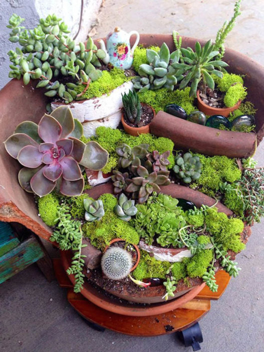 Fairy Gardens with Succulents
