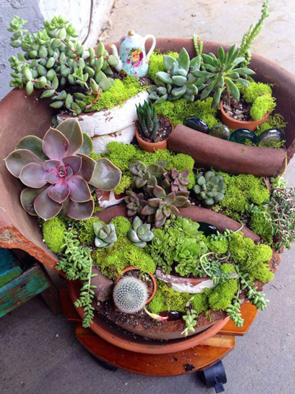 Fairy Gardens with Succulents