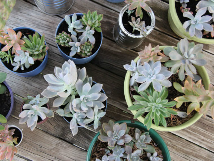 Growing and Propagating Succulents