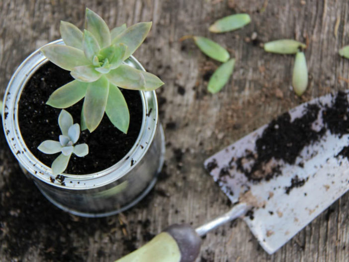 Growing and Propagating Succulents