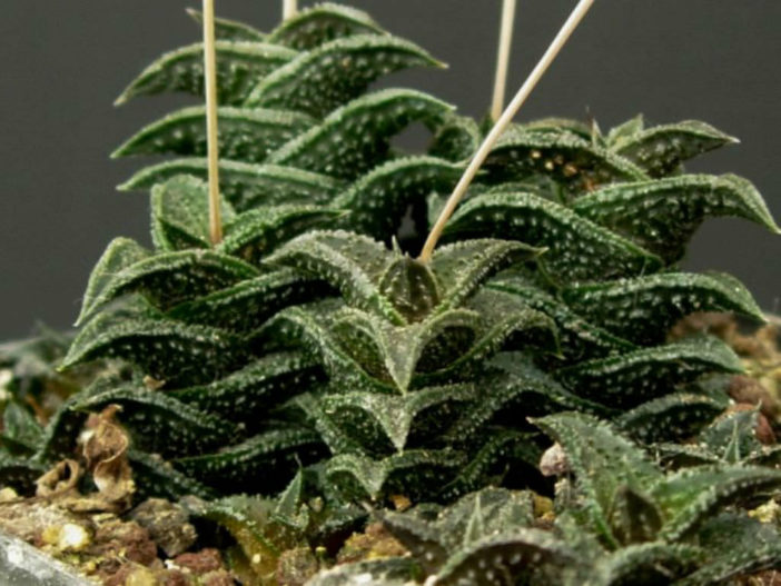 Haworthiopsis nigra (Black Haworthia) aka Haworthia nigra