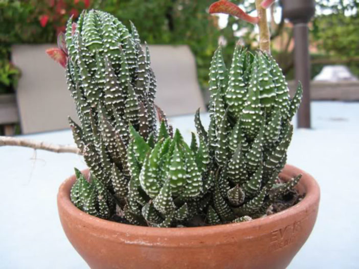 Haworthiopsis reinwardtii (Zebra Wart) aka Haworthia reinwardtii