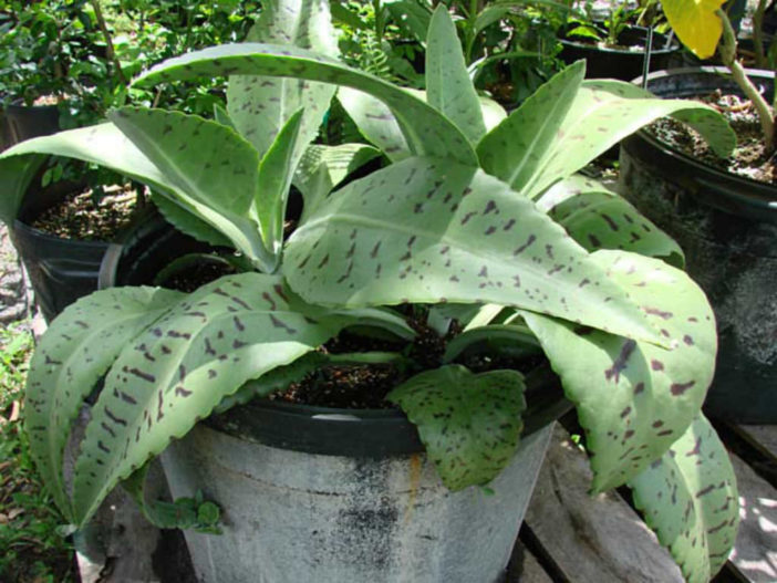 Kalanchoe gastonis-bonnieri - Donkey Ears