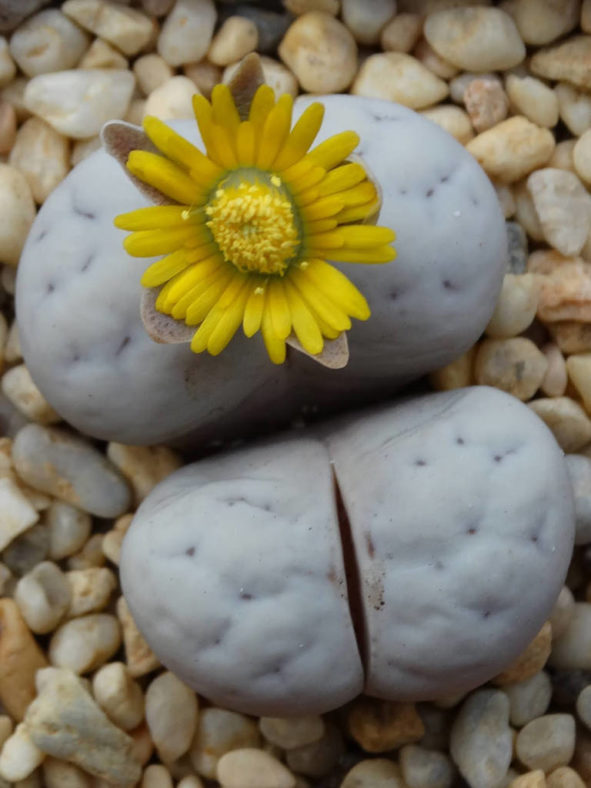 Lithops ruschiorum subsp. nelii (Bushman's Buttocks)