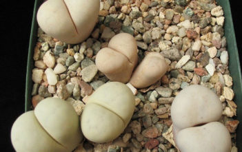 Lithops ruschiorum subsp. nelii (Bushman's Buttocks) Lithops ruschiorum subsp. nelii (Bushman's Buttocks)