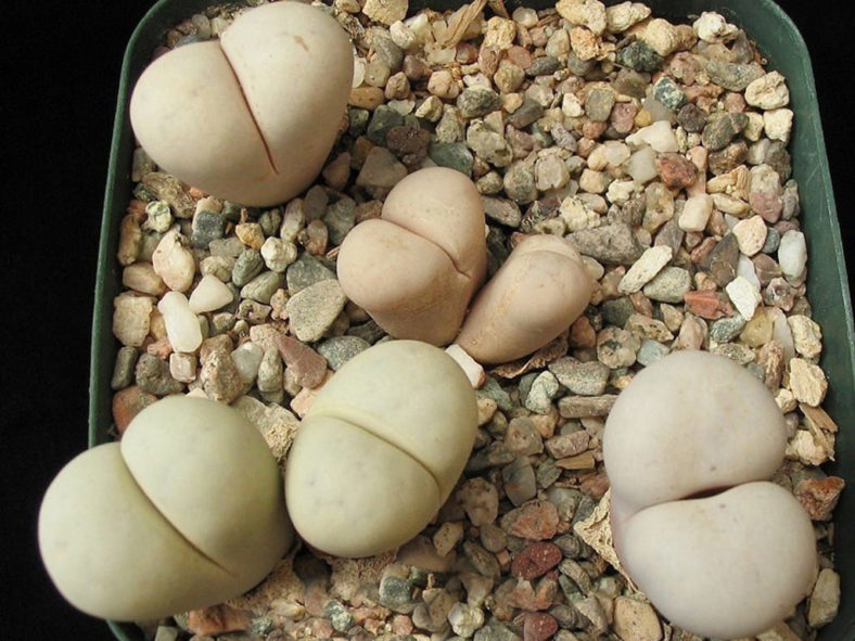 Lithops ruschiorum subsp. nelii (Bushman's Buttocks)